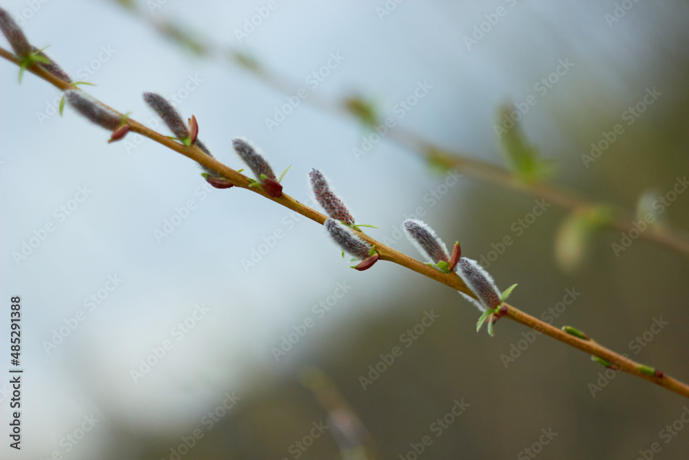 Willow branches with earrings. Beauty of nature. Spring, youth, growth concept.
Willow branches with earrings. Beauty of nature. Spring, youth, growth concept.