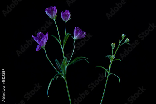 紫色のスプレーデルフィニウム(黒背景) © Furaike