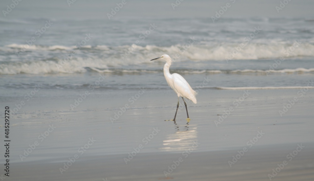 Fototapeta premium white crane on the beach sand catching fish