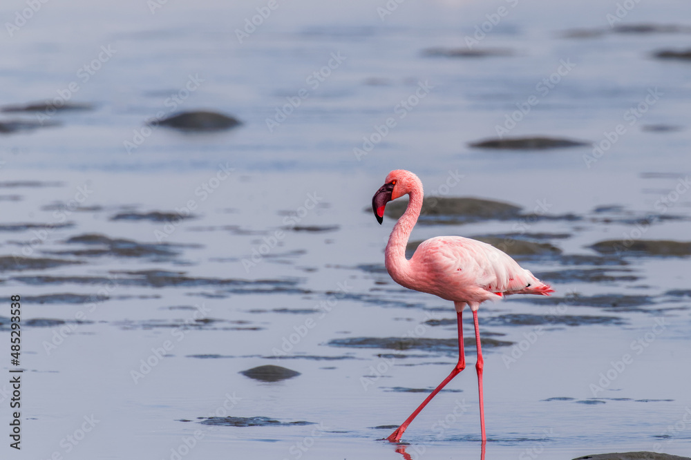 Lesser Flamingo (Phoenicopterus minor), Walvis Bay, Namibia.