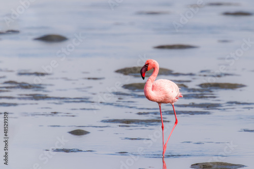 Lesser Flamingo  Phoenicopterus minor   Walvis Bay  Namibia.