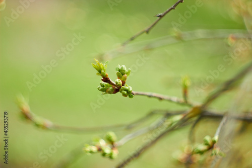Young tree leaves and bud. New spring foliage appears on the branches. Beauty of nature. Spring, youth, growth concept.