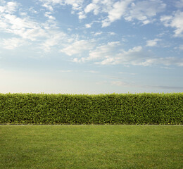 Back Yard, close up of hedge fence on the grass with copy space