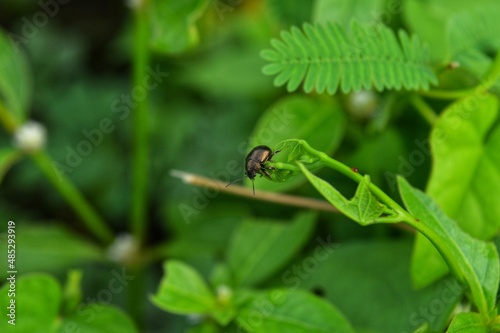 black like ladybug on leaf