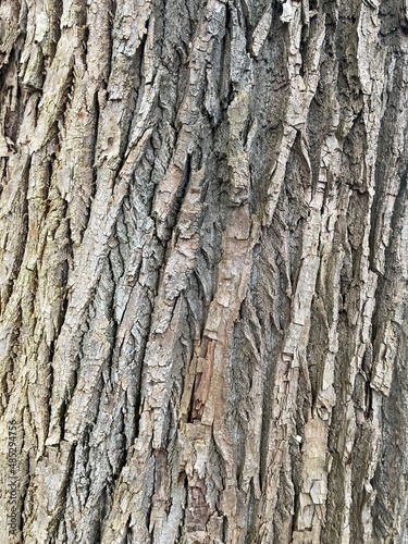 Kora drzewa, tekstura z korą drzewa, kora drzewa w lesie, drzewo