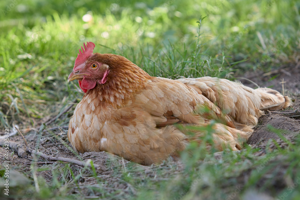 Fototapeta premium Close up of brown chicken laying in the grass