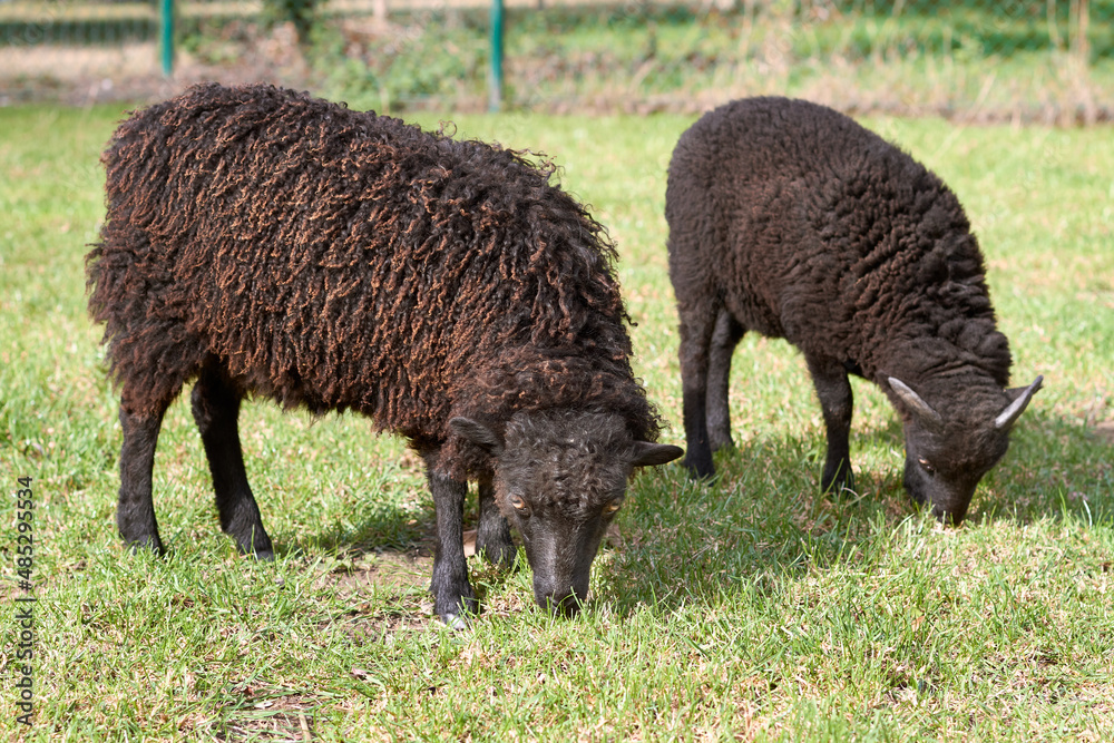 Mother and son brown ouessant sheep grazing Mother and son brown ouessant sheep grazing