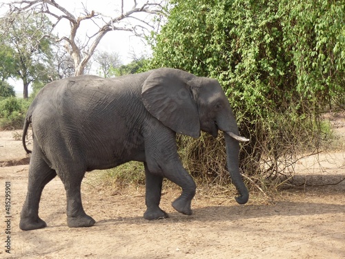 Portrait of an african elephant  Chobe NP