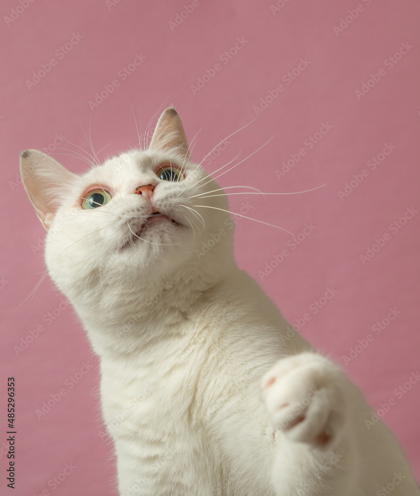 かわいい白猫　ピンク背景