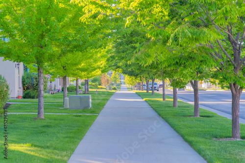 Straight concrete pathway along with the columnar trees at Daybreak, South Jordan, Utah photo