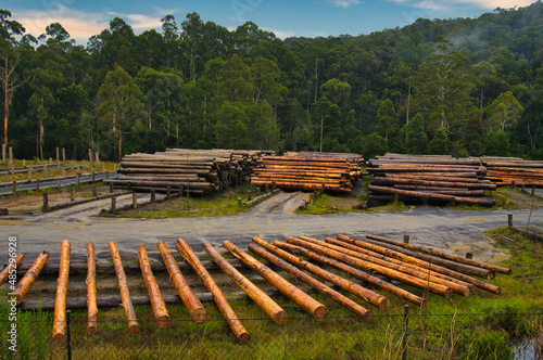 Stacks of logs and drying logs on a timber yard and saw mill at Noojee, Gippsland, Victoria, Australia
 photo