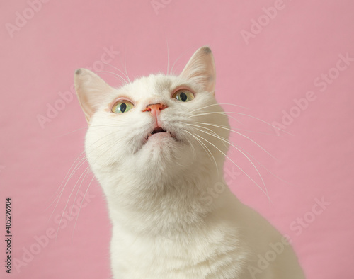 Fototapeta Naklejka Na Ścianę i Meble -  かわいい白猫　ピンク背景
