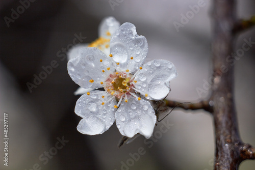 Spring nature background. Plum flowers with transparent water drops after rain. Macro photo. Spring flowering. © Nataliia