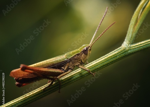 grasshopper on the grass © Мария Быкова