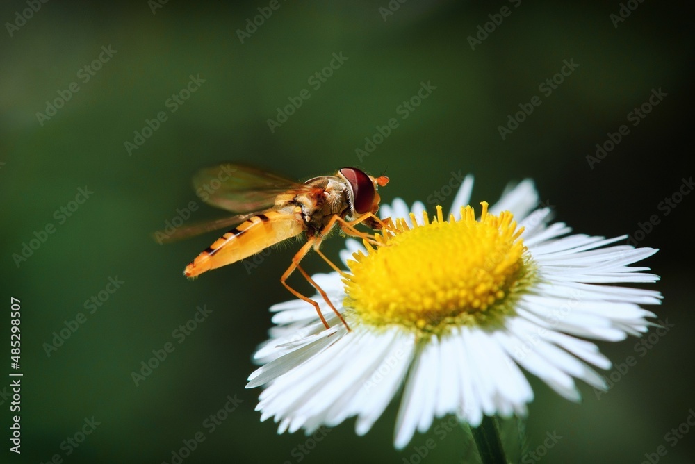 fly on a flower fly on a flower