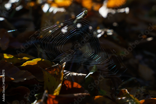 Obraz na płótnie Fragile spider web on the forest floor