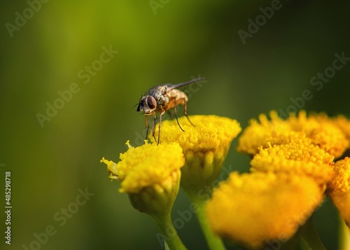 fly on a yellow flower