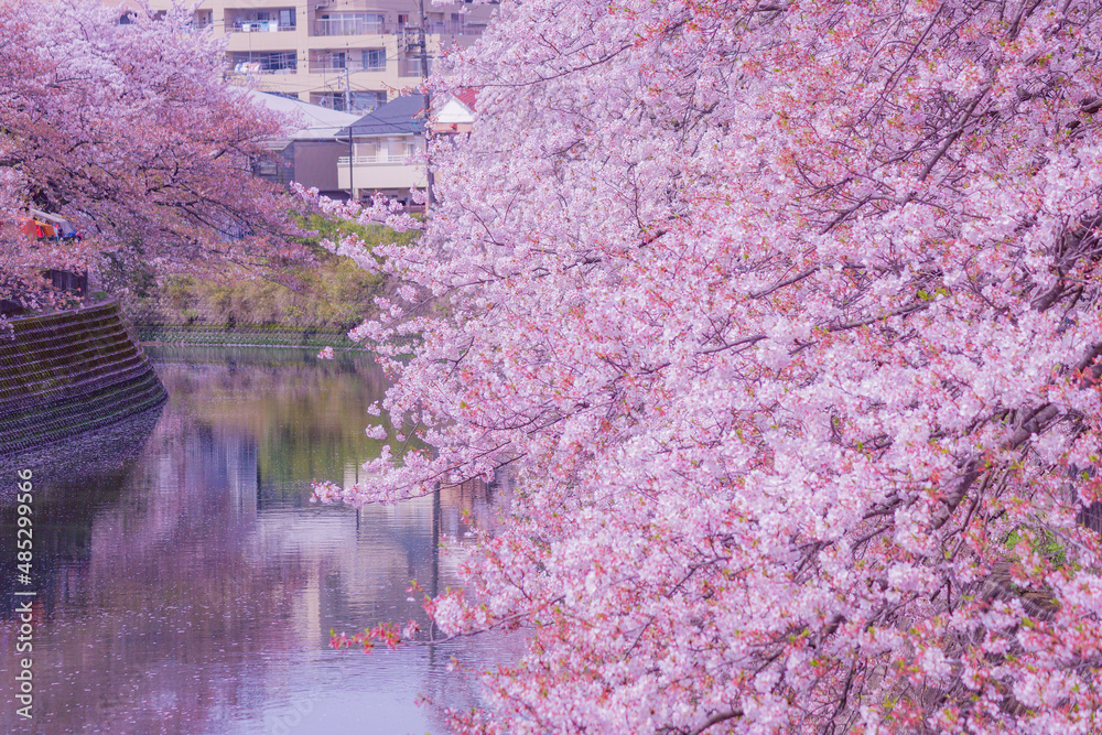 大岡川プロムナードの桜 StockFoto Adobe Stock