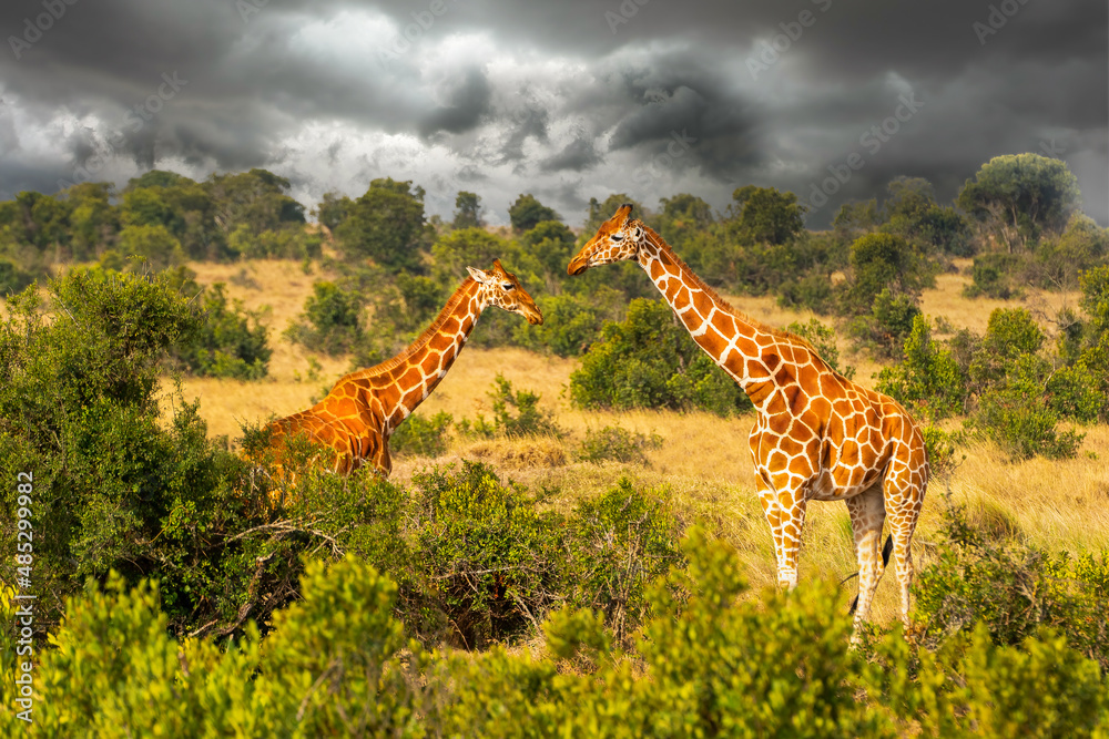Fototapeta premium Pair of Reticulated giraffes with stormy clouds in Samburu National Reserve, Kenya
