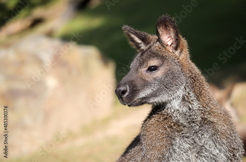 Fototapeta Naklejka Na Ścianę i Meble -  Side Portrait of Red-Necked Wallaby in Zoological Garden. Notamacropus Rufogriseus is a medium-sized Macropod Marsupial.