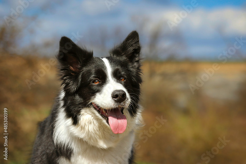 Portrait of Border Collie with Tongue Out during Sunny Day. Adorable Black and White Dog Outside.
