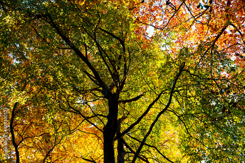 A mosaic of autumn colors on the leaves of trees in the forest backlit by warm sunlight. 