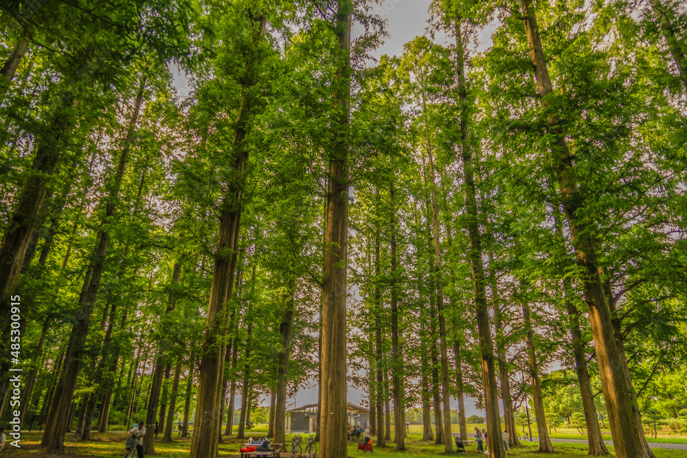 Fototapeta premium メタセコイヤの森（水元公園）