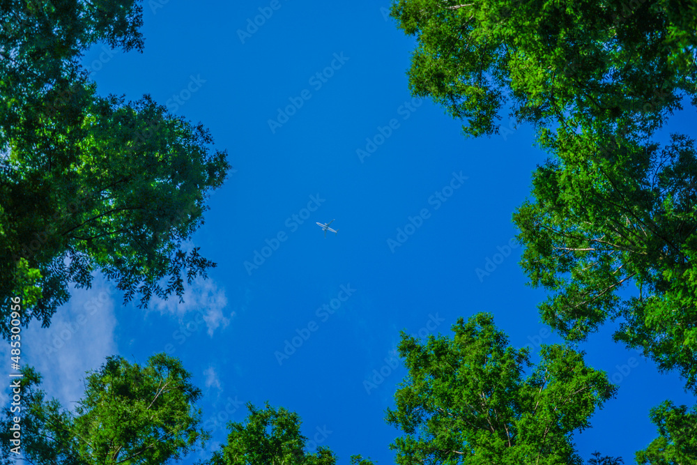 Obraz premium メタセコイヤの森から見える飛行機