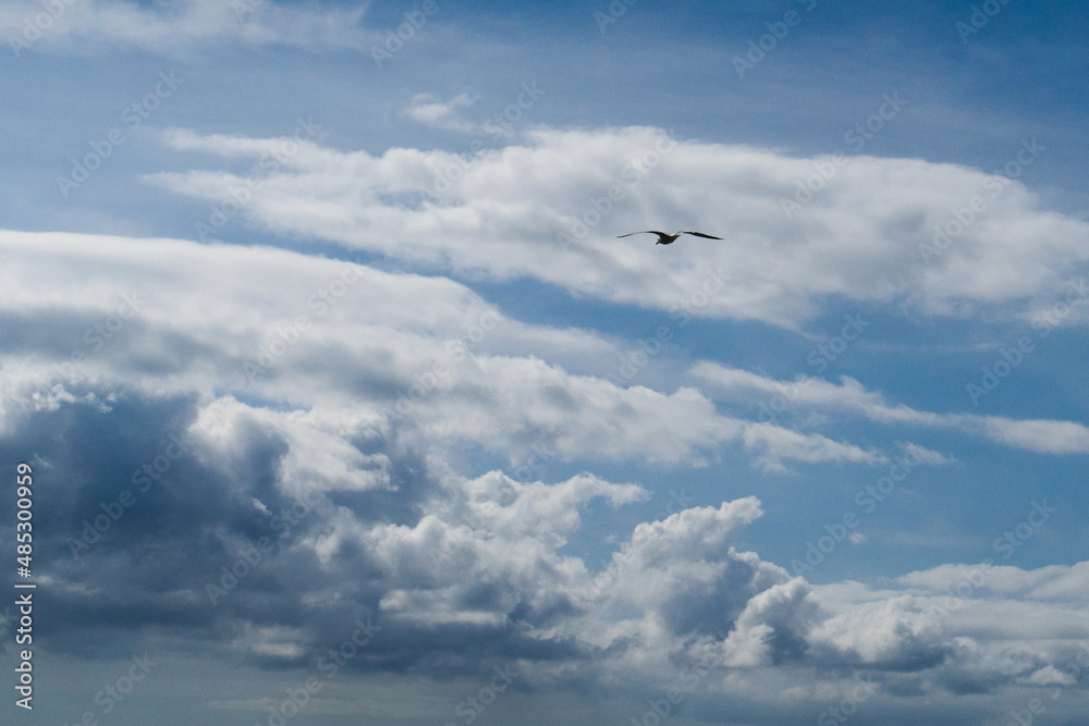 Oiseau libre qui vole dans le ciel au milieu des nuages