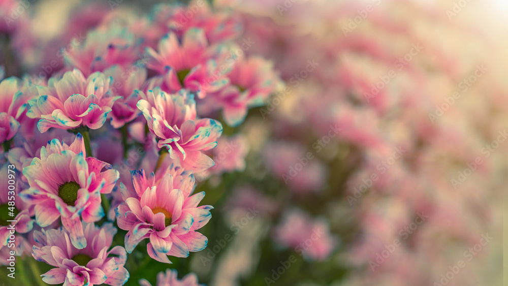 Obraz premium Background of natural chrysanthemum flowers standing in huge bouquet. Floristics and holiday concept.