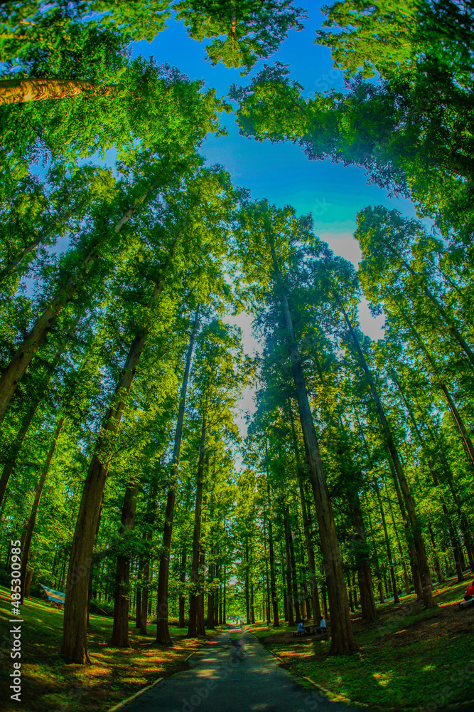 メタセコイヤの森（水元公園）