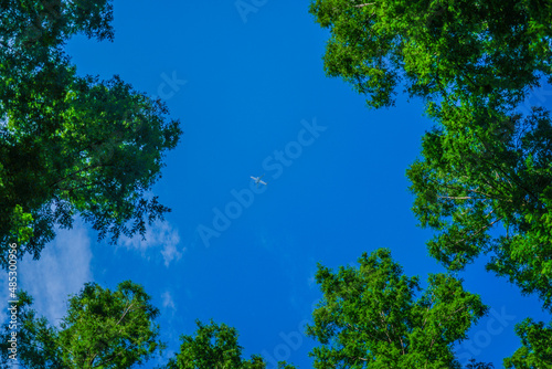 メタセコイヤの森から見える飛行機