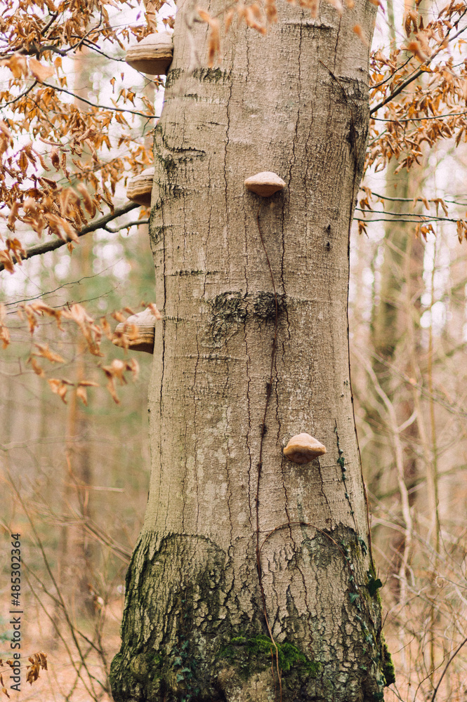 grzyby nadrzewne huby na pniu drzewa - obrazy, fototapety, plakaty 