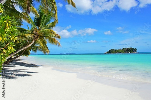 Beach with coconut palm trees. Beautiful palm beach on tropical island. White sand beach with trees on shore Indian ocean. Paradise secluded beach at summer season.