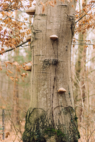 grzyby nadrzewne huby na pniu drzewa