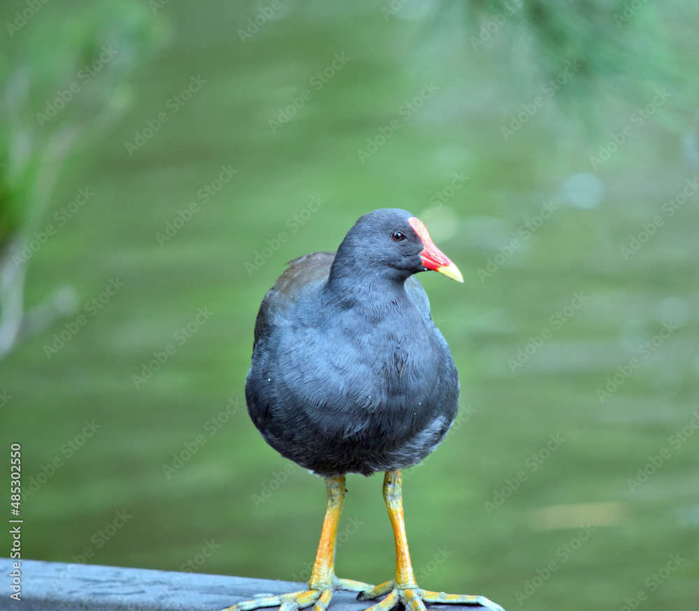 the dusky moorehen is perched on a gate the dusky moorehen is perched on a gate