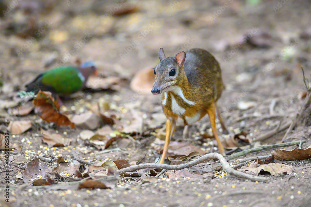 Lesser Oriental Chevrotain in the wild Lesser Oriental Chevrotain in the wild