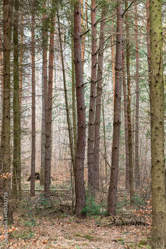 las iglasty wczesną na przedwiośniu z drzewami świerka i sosny