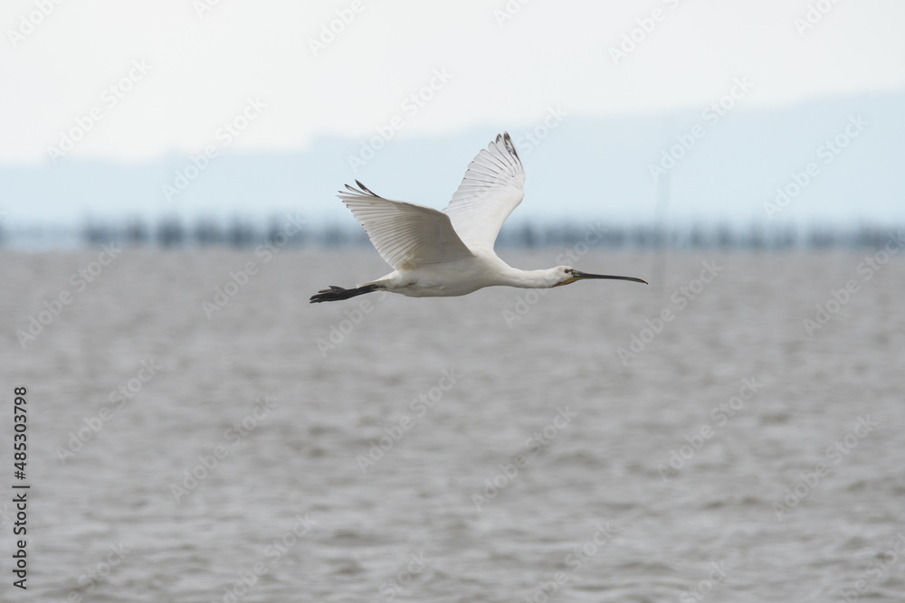 Fototapeta premium 有明沖にやってくる野鳥