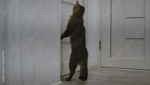 The cat stands on its hind legs, close-up, side view, trying to open the door and trying to see what's behind the glass.