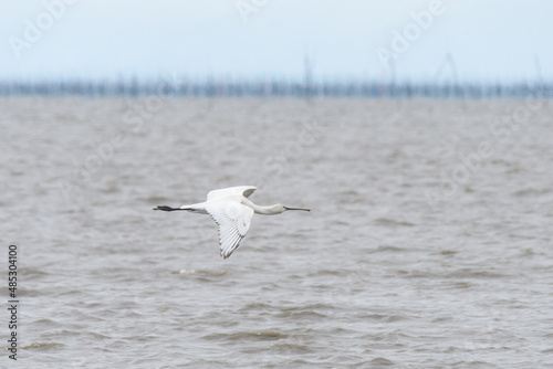 有明海を単独飛行する渡り鳥  © KsDesign