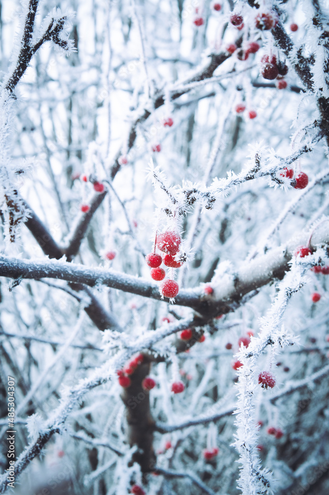red berries in snow red berries in snow