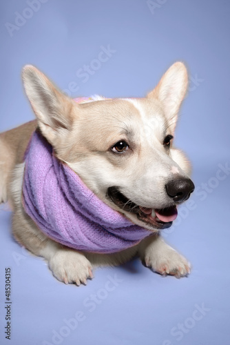 Welsh Corgi dog lies with a funny face, his neck is wrapped in a scarf