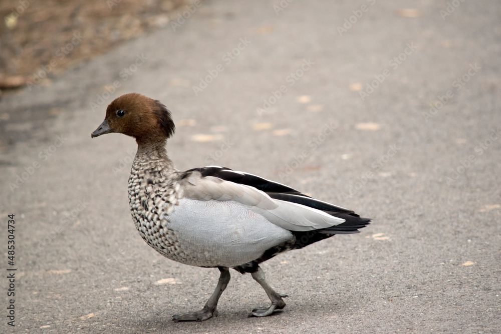 the male Australian wood duck or maned duck has brown feathers on the back of its neck that looks like a horses mane