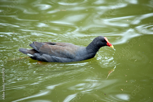 the dusky moorehen is swimming in the lake