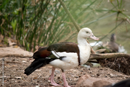 the radjah shelduck ihas brown wings and his body and head are white and a light pink bill