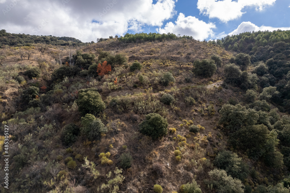 forest of trees in the south of Granada forest of trees in the south of Granada