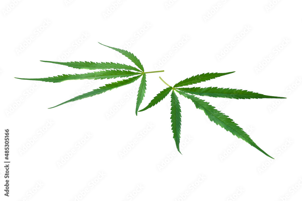 Green Cannabis leaf isolated on white.