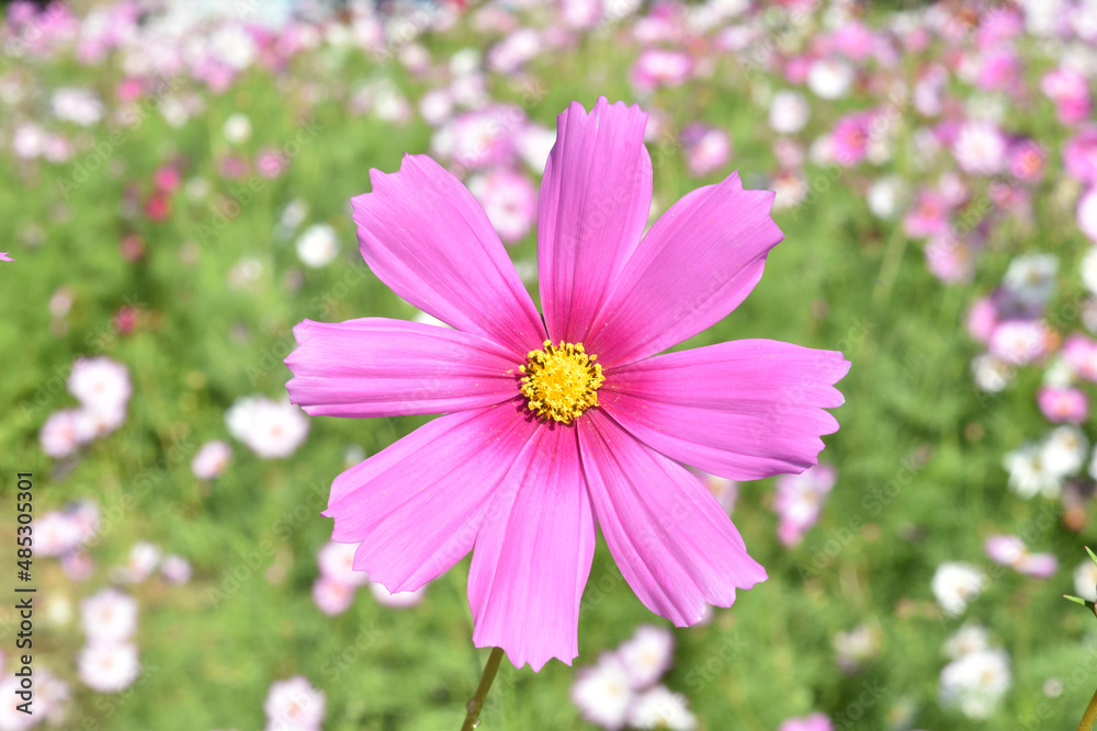 Colorful cosmos flowers blooming in the garden. Colorful cosmos flowers blooming in the garden.