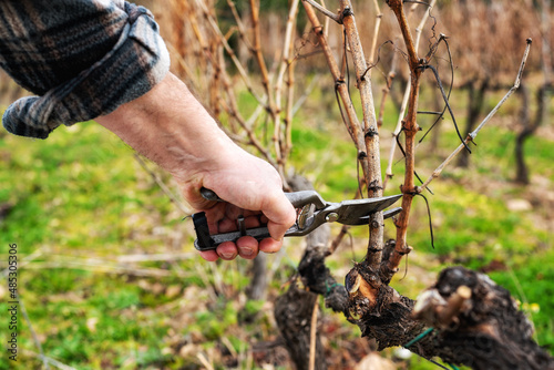Close-up of a vine grower hand. Prune the vineyard with professional steel scissors. Traditional agriculture. Winter pruning  cordon spurred method. 